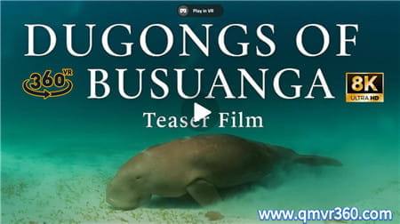 360°全景VR视频：布桑加岛的儒艮 VR 潜入海底与儒艮动画互动 超清8K 0121-36
