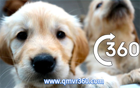 360°全景VR视频：小导盲犬成长日记VR可爱导盲犬日常_超清 4K 1111-09