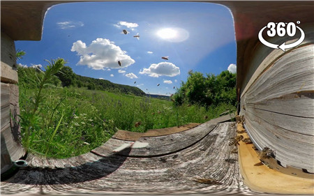 360°全景VR视频：直击蜂巢360超近距离感受野蜂飞舞 清晰4K 1225-13