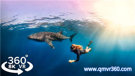 360°全景VR视频：水下VR体验：与鲸鲨共游 沉浸式潜水观看鲨鱼8K360°水底世界 超清8K 0120-34
